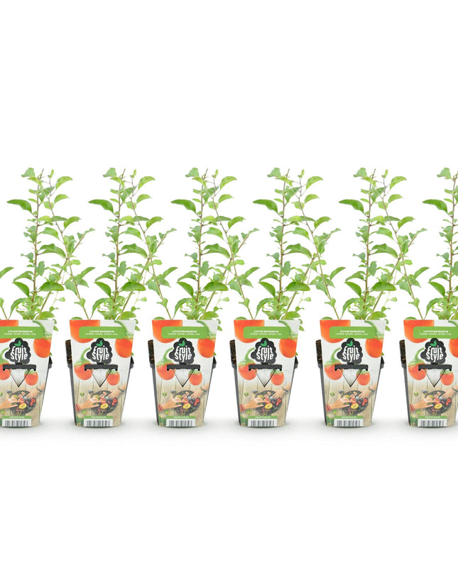 Goji Berry Fruit Plants - 6 plants - Lycium Barbarum - Hardy in Winter - Pot 9 cm - Orange - Red Fruit