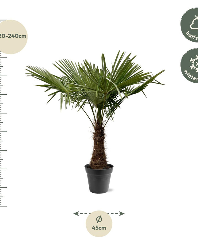 Trachycarpus Fortuneii - 220 - 240cm - Ø45