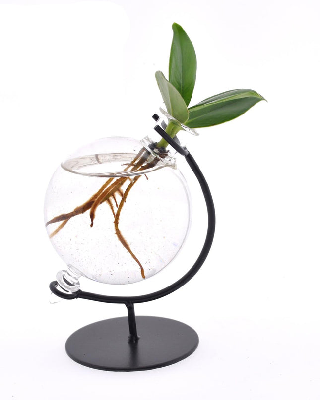 Clusia In Victoria Glas - Ø5cm - ↕10cm - Intenz