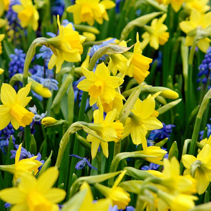 200x Narcissus Tete-A-Tete - Miniature daffodil - Yellow - Spring-flowering - Bulb size 10/11