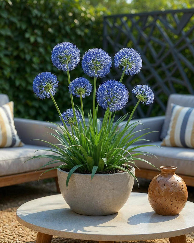 Green boutiQ - Bloembollen - Allium Caeruleum - Kleur Blauw - 40 stuks - Bolmaat 4/5 - XXL Pack