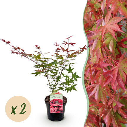 Japanse Esdoorn - Acer palmatum Beni Maiko - Rood - 2 stuks - Pot 19cm Hoogte 70cm