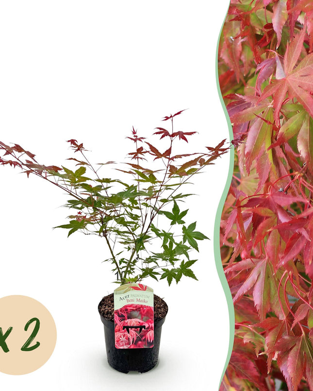 Acero giapponese - Acer palmatum Beni Maiko - Rosso - 2 pezzi - Vaso 19cm Altezza 70cm