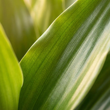 Drachenbaum Janet Lindt + natürliche Mandeln - 95 cm - Ø21