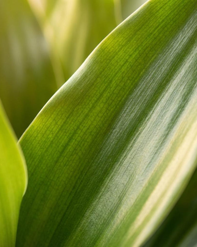 Drachenbaum Janet Lindt + natürliche Mandeln - 95 cm - Ø21