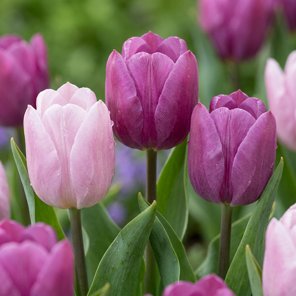 160x Tulipa Prince Mix – Tulpe Prince Mix – Verschiedene – Frühjahrsblüher – Zwiebelgröße 11/16