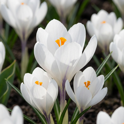 240x Crocus White - Croco bianco - Varie - Bulbo da naturalizzazione - Calibro del bulbo 7/8