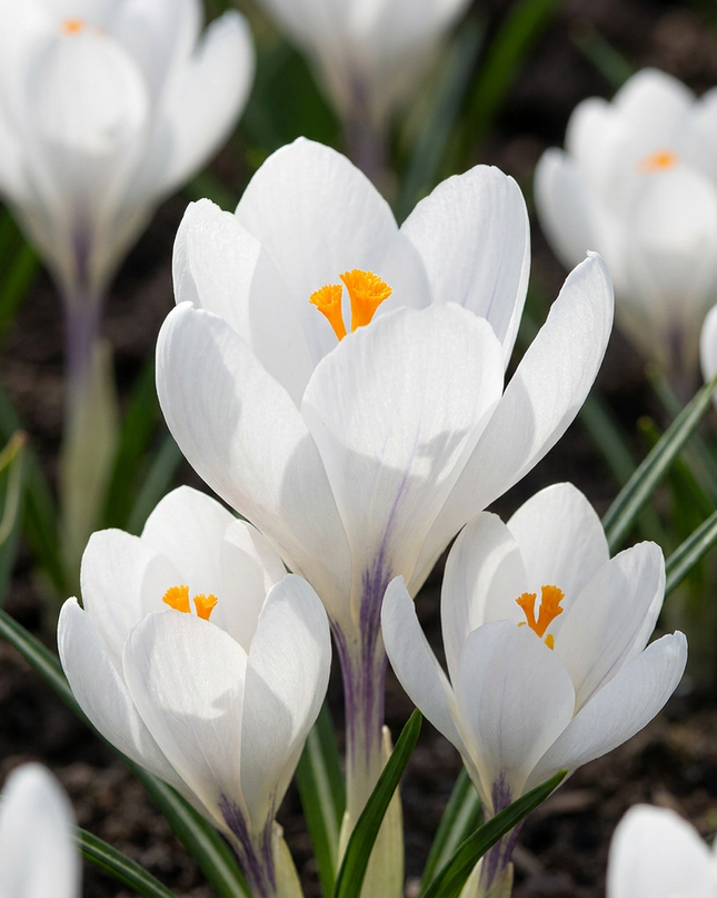 240x Crocus White - azafrán blanco - varios - bulbo para naturalizar - calibre del bulbo 7/8