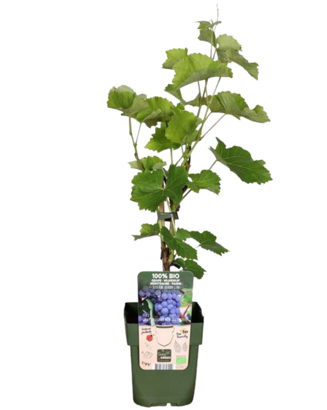 Mix di piante da frutto BIO 5 pezzi - Lampone/ Ribes/ Mirtillo/ Uva/ Mora