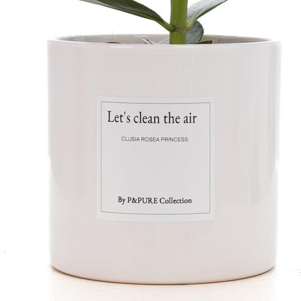Clusia Rosea Gift "Let's Clean The Air" met wenskaart - Ø12cm - ↕30cm