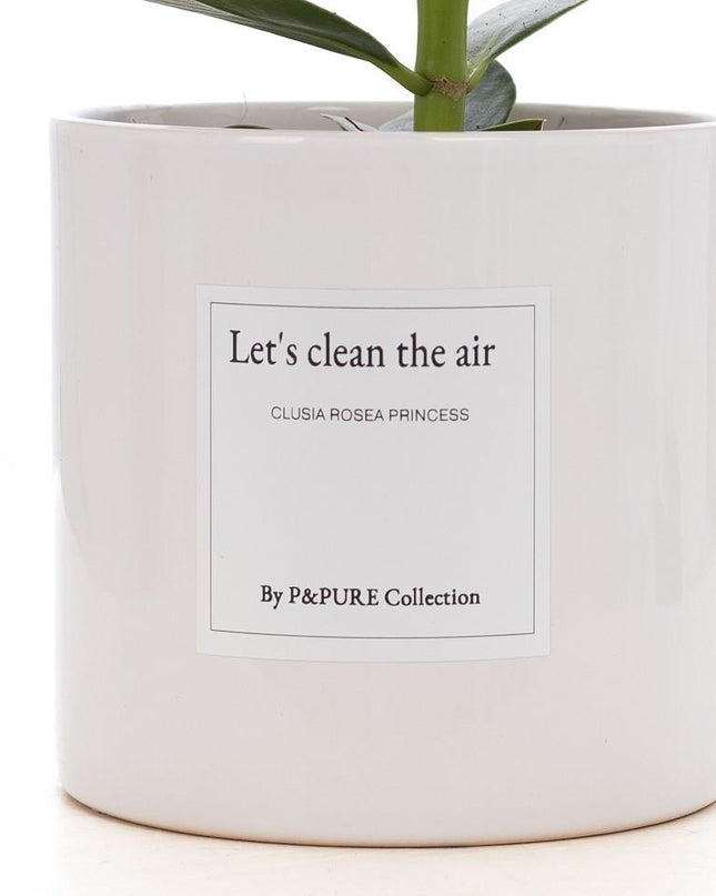 Clusia Rosea Gift "Let's Clean The Air" met wenskaart - Ø12cm - ↕30cm