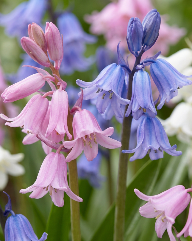320x Hyacinthoides Hispanica mix - Mezcla de jacintos de los bosques españoles - Varios - Bulbo para naturalización - Tamaño del bulbo 7/8