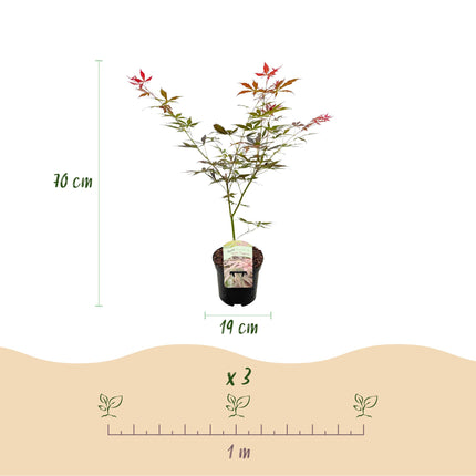 Japanse Esdoorn - Acer palmatum Sumi-nagashi - Rood - 1 Plant - Bladverliezend - Pot 19cm Hoogte 70cm