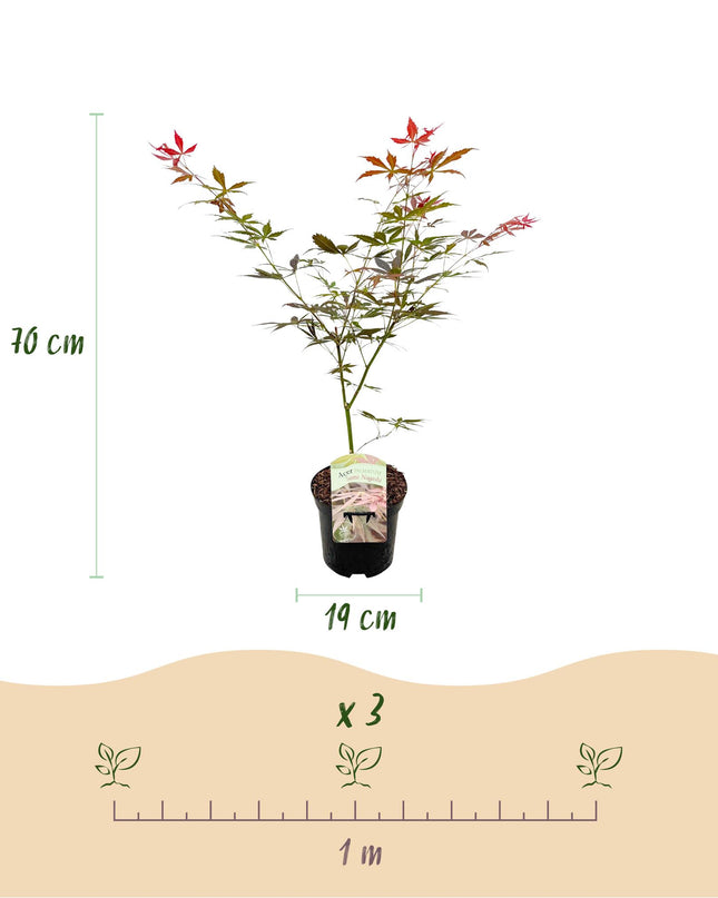 Japanse Esdoorn - Acer palmatum Sumi-nagashi - Rood - 1 Plant - Bladverliezend - Pot 19cm Hoogte 70cm