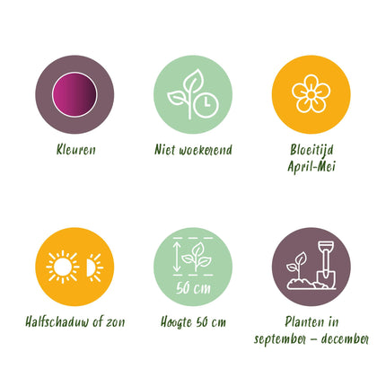 Bloembollen - Tulp Triumph Purple - Kleur Paars - 15 stuks - Bolmaat 11/12 - XXL Pack