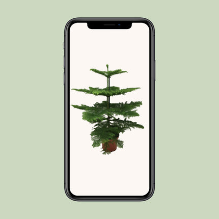 Araucaria Heterophylla - Ø21cm - ↕70cm