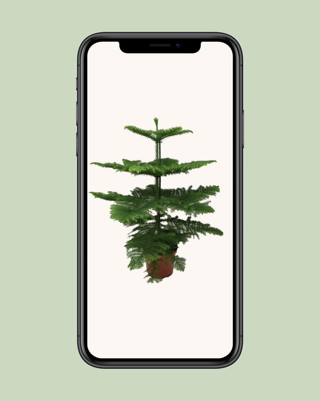 Araucaria Heterophylla - Ø21cm - ↕70cm