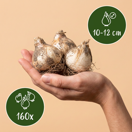 160x Allium Purple Rain - Zierlauch - Violett - Sommerblüher - Zwiebelgröße 10/12