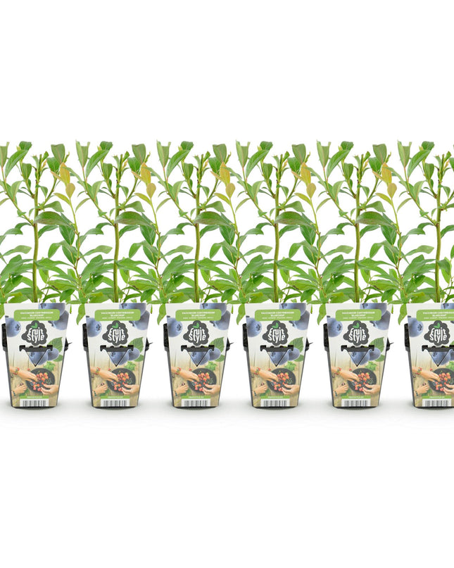 Piante di Mirtillo - 6 Piante - Vaccinium corymbossum Bluegold - Resistente all'Inverno - Vaso 9 cm - Mirtillo