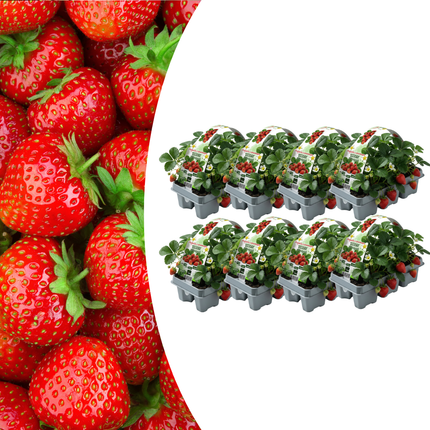 Erdbeeren 6er Pack (Fragaria) 100% biologisch 8x