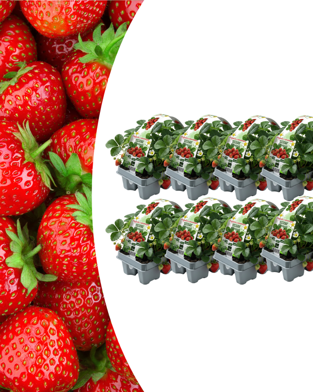 Erdbeeren 6er Pack (Fragaria) 100% biologisch 8x