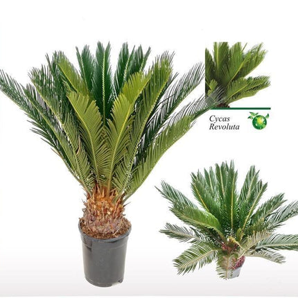 Cycas Revoluta - Ø17 ↕60
