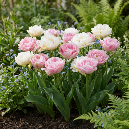 96x Tulipa Double Sensation - Double tulip - Mixed colors - Spring bloomer - Bulb size 11/12