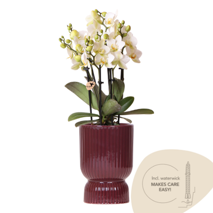 Weiße Lausanne Orchidee + roter Diabolo Übertopf | inkl. Wasserstandsanzeiger | Topfgröße Ø9cm | blühende Zimmerpflanze – frisch vom Züchter