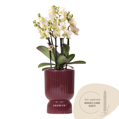 Weiße Lausanne Orchidee + roter Diabolo Übertopf | inkl. Wasserstandsanzeiger | Topfgröße Ø9cm | blühende Zimmerpflanze – frisch vom Züchter