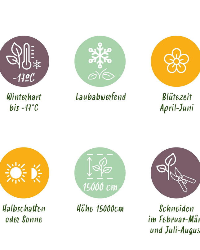 Green boutiQ - Blauwe regen - Wisteria floribunda Alba - Bloem Wit  - 1 plant - Pot 11cm Hoogte 40cm