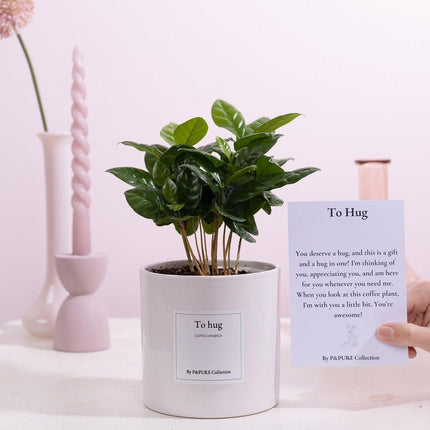 Coffea Arabica Gift "To Hug" met wenskaart - Ø12cm - ↕20cm