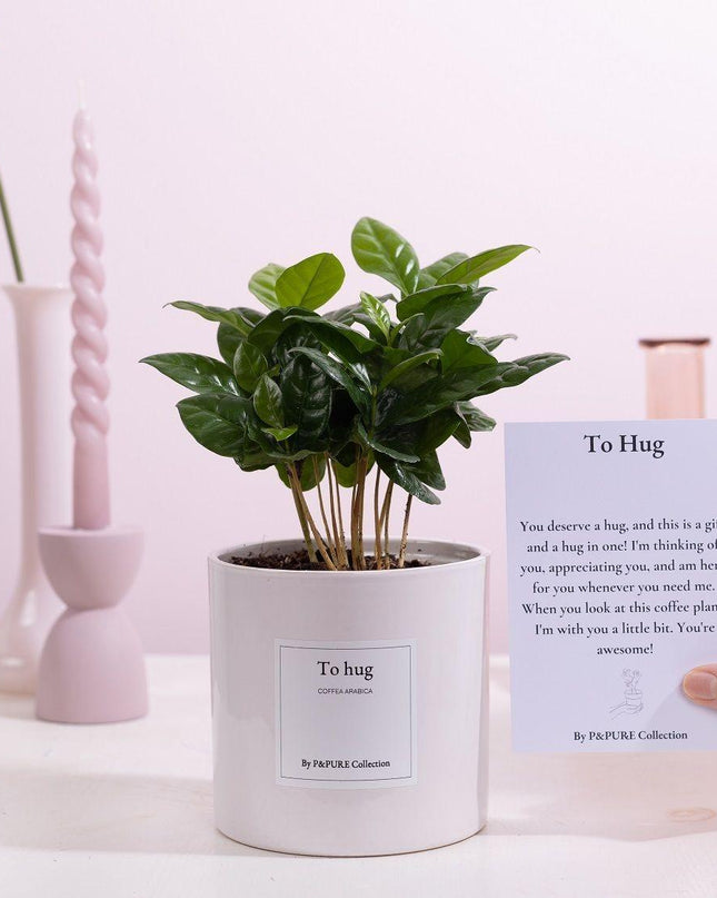Coffea Arabica Gift "To Hug" met wenskaart - Ø12cm - ↕20cm