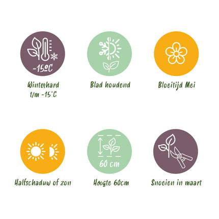 Siergrassen -  Carex morrowii Irish Green - Groen & Geel - 2 Planten - Bladhoudend - Weinig Onderhoud - Pot 17cm Hoogte 50cm