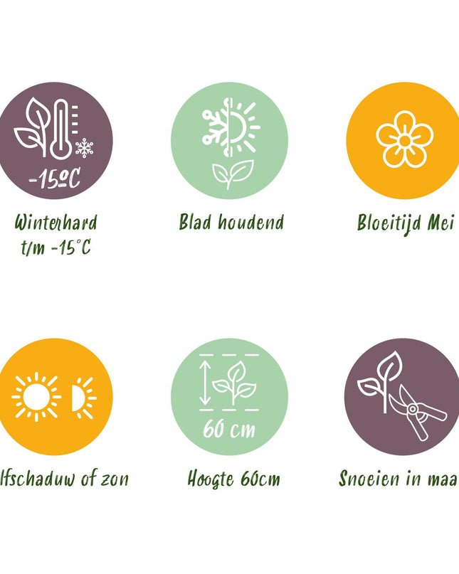 Siergrassen -  Carex morrowii Irish Green - Groen & Geel - 2 Planten - Bladhoudend - Weinig Onderhoud - Pot 17cm Hoogte 50cm