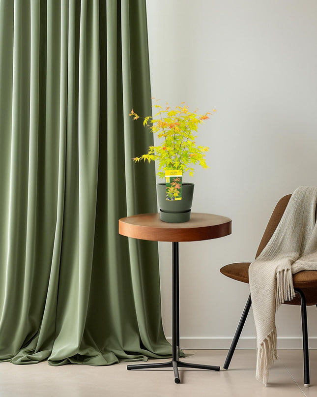 Acer palmatum Orange Dream - Ø19cm - ↕50cm