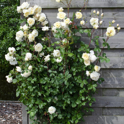 Rosa Crazy in love 'Vanilla' - Creme Roos - Ø15cm - ↕65cm