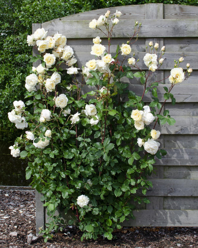 Rosa Crazy in love 'Vanilla' - Creme Roos - Ø15cm - ↕65cm