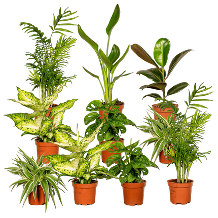 Verrassingsbox - 10 stuks - Ø12cm - ↕25cm