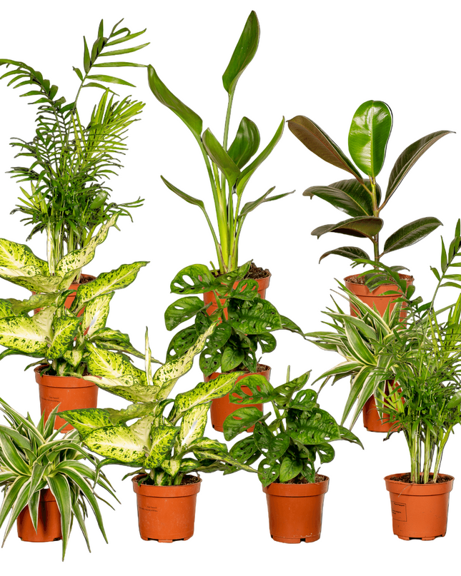 Verrassingsbox - 10 stuks - Ø12cm - ↕25cm