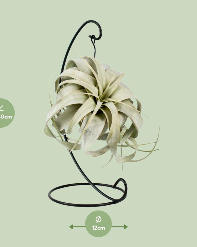Tillandsia King Xero - Ø12cm - ↕23cm