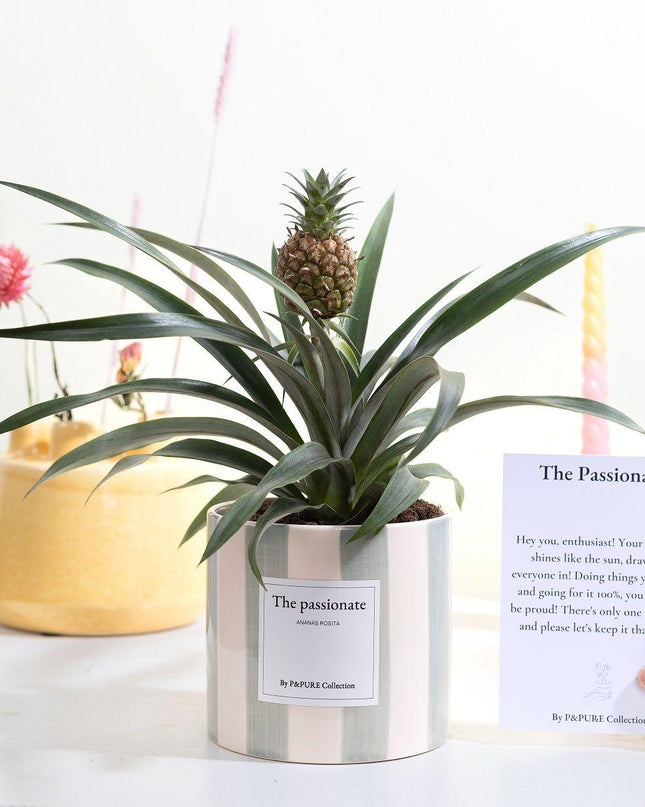 Ananas Rosita Gift "The Passionate" met wenskaart! - Ø12cm - ↕35cm