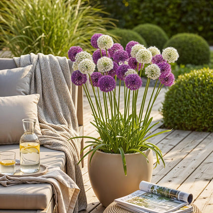 Bloembollen - Allium Purple White Mix - Kleur Paars en Wit - 15 stuks - Bolmaat 10/12 - XXL Pack