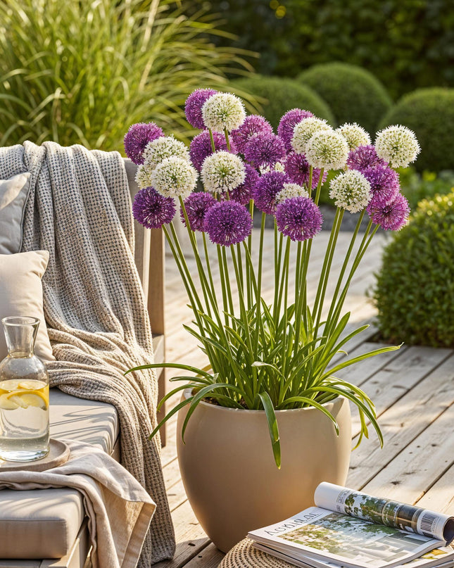 Bloembollen - Allium Purple White Mix - Kleur Paars en Wit - 15 stuks - Bolmaat 10/12 - XXL Pack