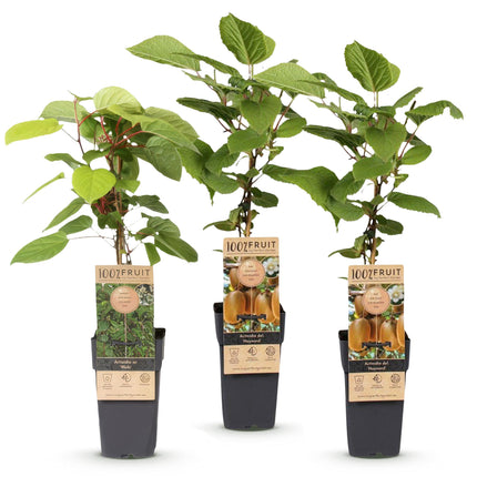 Kiwipflanze Actinidia Weiki & Hayward - 1 Männlich - 2 Weiblich - Pflanzen - Grün - Topf 15cm - Höhe 50cm