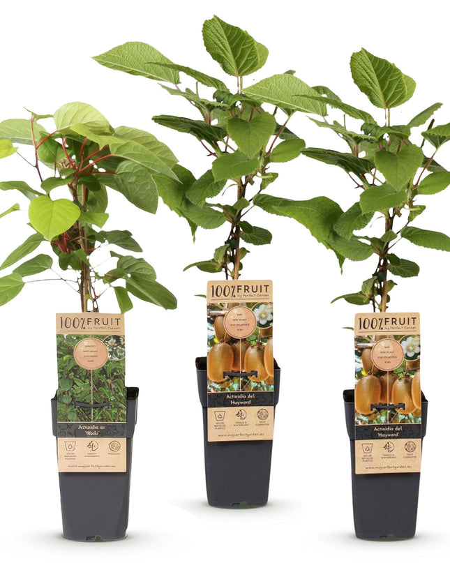 Kiwipflanze Actinidia Weiki & Hayward - 1 Männlich - 2 Weiblich - Pflanzen - Grün - Topf 15cm - Höhe 50cm