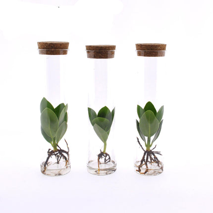 Clusia in Tube Glas - 3 stuks - Ø5cm - ↕15cm - Intenz