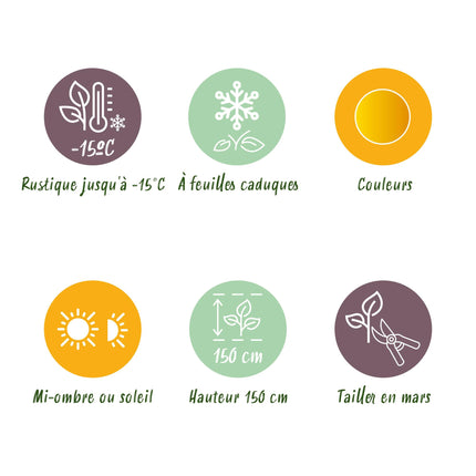 Japanse Esdoorn - 2 planten - Acer palmatum Jordan - Geel - Bladverliezend - Pot 19cm Hoogte 70cm