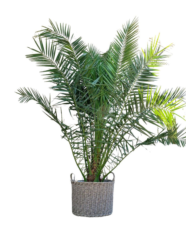 Phoenix Canariensis - 300cm - ø50