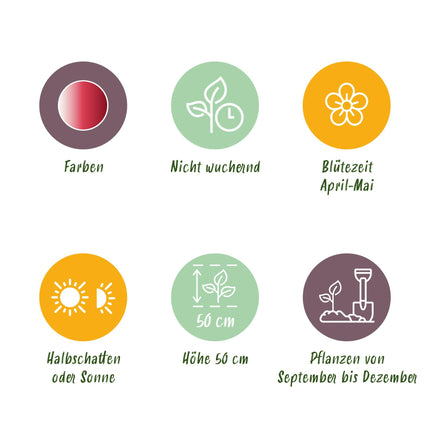 Bloembollen - Tulp Hemisphere mix - Diversen Kleuren - 12 stuks - Bolmaat 11/12 - XXL Pack