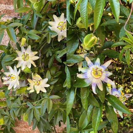 Passiflora - Passiflora Tricolore - Fiore Rosa Bianco Viola - Bassa manutenzione - 3 piante - Vaso 11cm Altezza 40cm